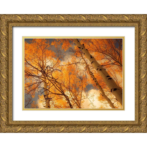 Towering Aspens Gold Ornate Wood Framed Art Print with Double Matting by Schwartz, Don