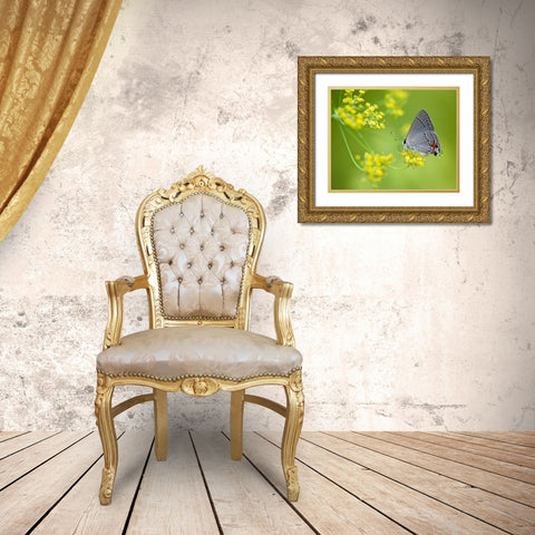 Taking Flight II Gold Ornate Wood Framed Art Print with Double Matting by Tennant, Chris