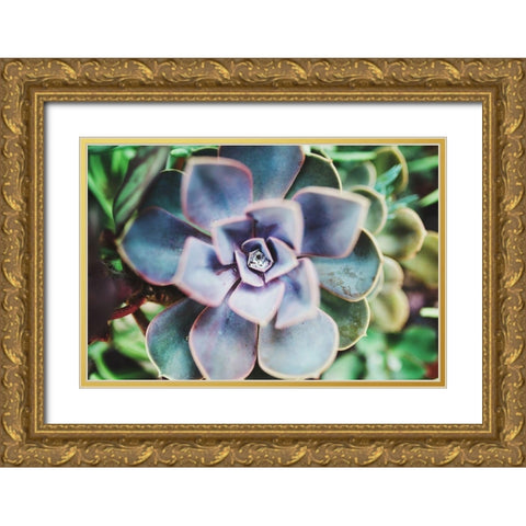Succulence Beauty  Gold Ornate Wood Framed Art Print with Double Matting by Victoria, Chelsea