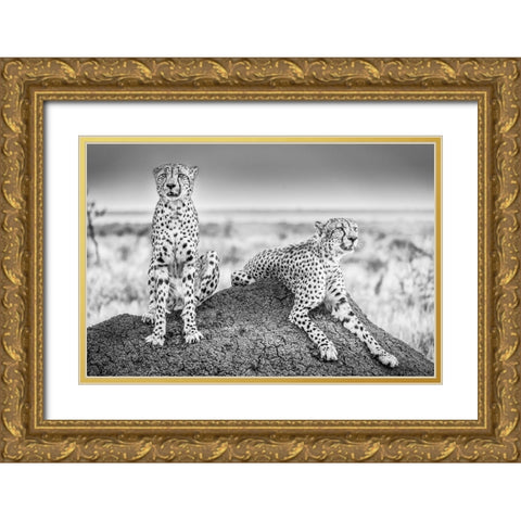 Scheid - Two Cheetahs Watching Out Gold Ornate Wood Framed Art Print with Double Matting by 1x