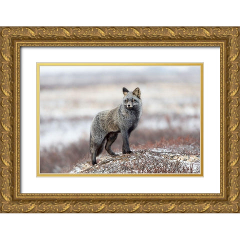 Cross Fox Gold Ornate Wood Framed Art Print with Double Matting by Catta