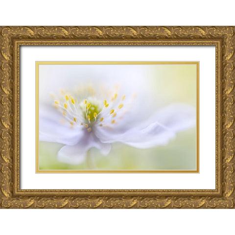 Disher - Anemone Beauty Gold Ornate Wood Framed Art Print with Double Matting by 1x