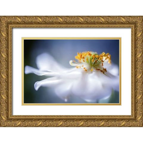 Anemone I Gold Ornate Wood Framed Art Print with Double Matting by Disher
