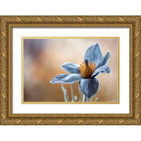 Pasque Gold Ornate Wood Framed Art Print with Double Matting by Disher