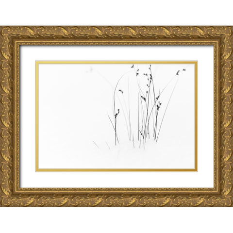 Black on White Gold Ornate Wood Framed Art Print with Double Matting by Ljubicic