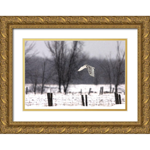 A snowy Snowy Owl Gold Ornate Wood Framed Art Print with Double Matting by Cumming