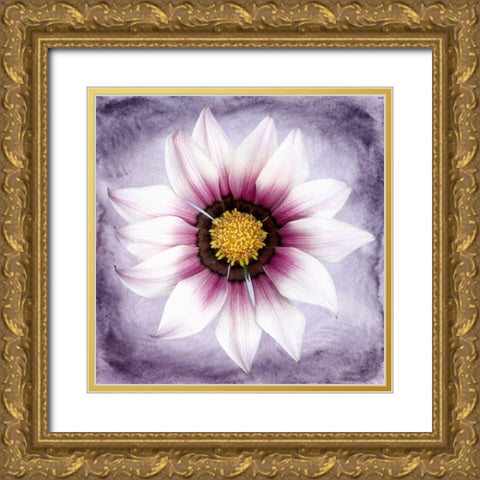Daisy Soft On Purple Gold Ornate Wood Framed Art Print with Double Matting by Zalewski, Christine