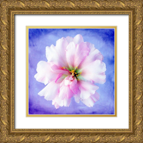 Daisy Soft Pink on Blue Gold Ornate Wood Framed Art Print with Double Matting by Zalewski, Christine