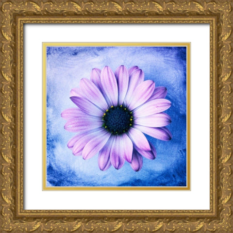 Daisy Soft Purple on Blue Gold Ornate Wood Framed Art Print with Double Matting by Zalewski, Christine