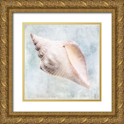 Blue Cream Murex Shell  Gold Ornate Wood Framed Art Print with Double Matting by Zalewski, Christine