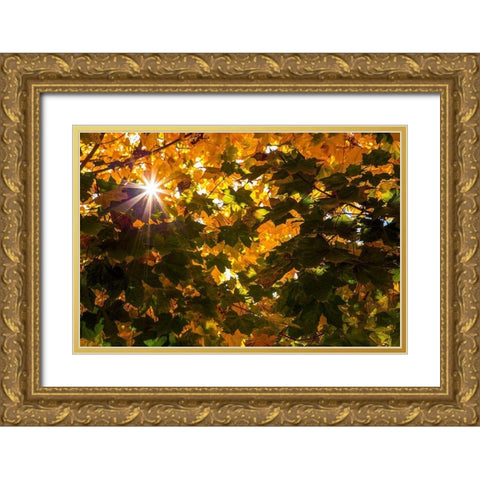 Autumn Sun Gold Ornate Wood Framed Art Print with Double Matting by Artemiadi, Dora
