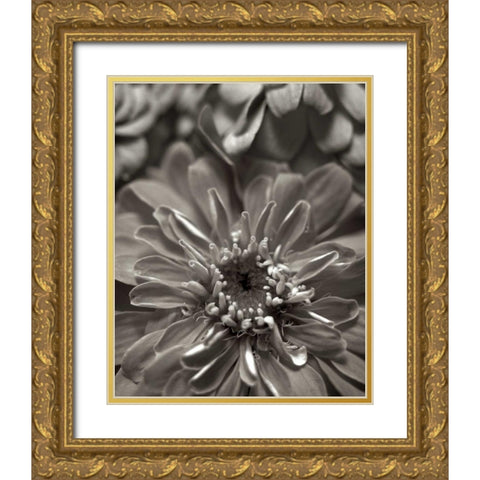 Florison - 17 Gold Ornate Wood Framed Art Print with Double Matting by Blaustein, Alan