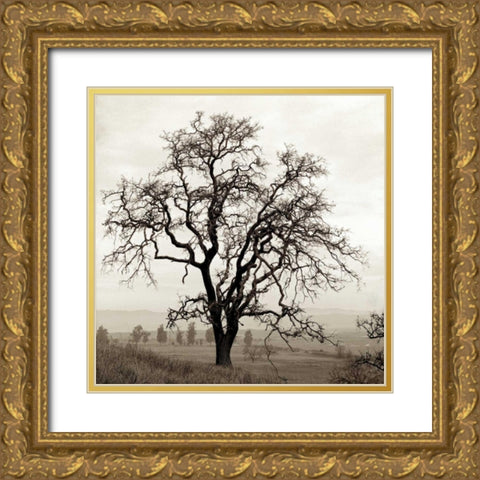 Sonoma Oak - 1 Gold Ornate Wood Framed Art Print with Double Matting by Blaustein, Alan