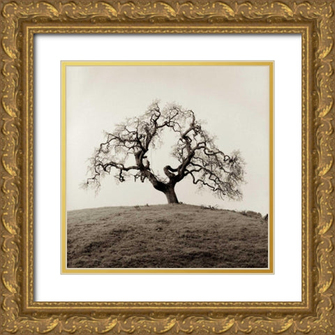 Sonoma Oak - 2 Gold Ornate Wood Framed Art Print with Double Matting by Blaustein, Alan