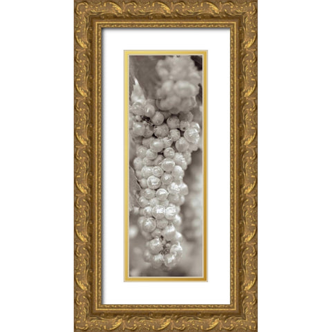 Grapes Pano - 15 Gold Ornate Wood Framed Art Print with Double Matting by Blaustein, Alan