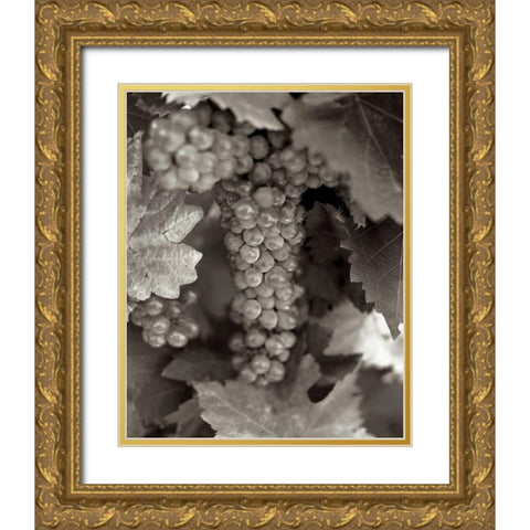 Grapes - 22 Gold Ornate Wood Framed Art Print with Double Matting by Blaustein, Alan