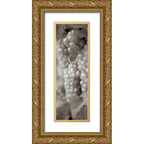 Grapes Pano - 4 Gold Ornate Wood Framed Art Print with Double Matting by Blaustein, Alan