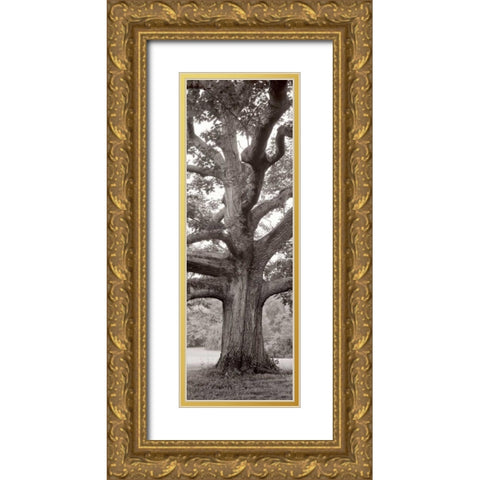 Hampton Field Tree - 2 Gold Ornate Wood Framed Art Print with Double Matting by Blaustein, Alan