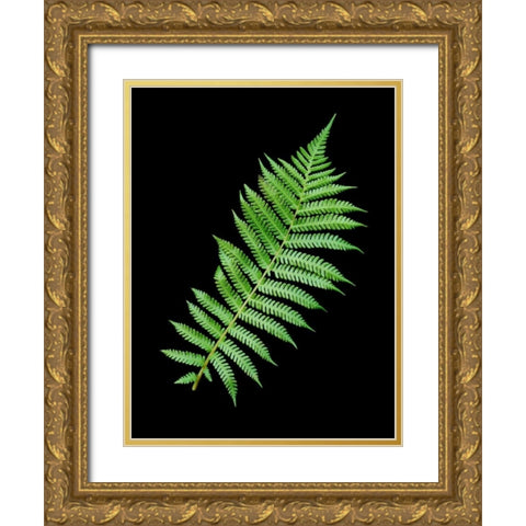 Floral Color - 18 Gold Ornate Wood Framed Art Print with Double Matting by Blaustein, Alan