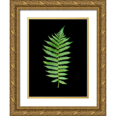 Floral Color - 19 Gold Ornate Wood Framed Art Print with Double Matting by Blaustein, Alan