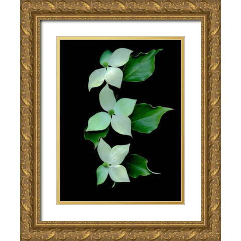 Floral Color - 20 Gold Ornate Wood Framed Art Print with Double Matting by Blaustein, Alan