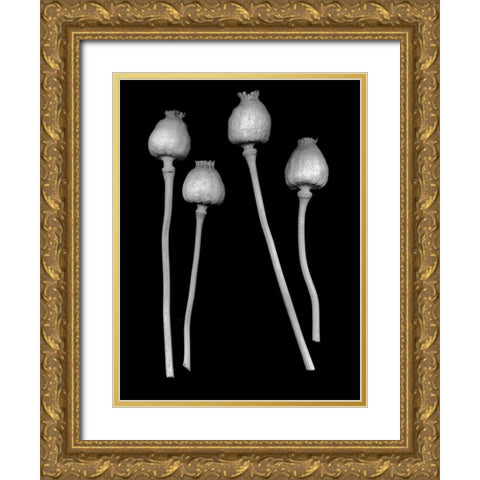 Floral B-W - 21 Gold Ornate Wood Framed Art Print with Double Matting by Blaustein, Alan