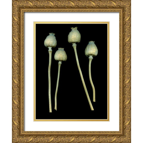 Floral Color - 21 Gold Ornate Wood Framed Art Print with Double Matting by Blaustein, Alan