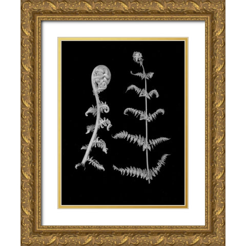 Floral B-W - 23 Gold Ornate Wood Framed Art Print with Double Matting by Blaustein, Alan
