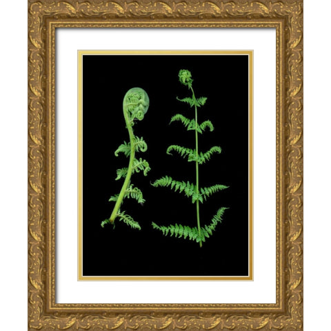 Floral Color - 23 Gold Ornate Wood Framed Art Print with Double Matting by Blaustein, Alan