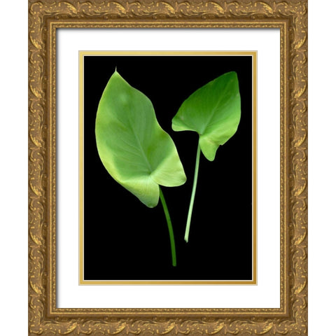 Floral Color - 24 Gold Ornate Wood Framed Art Print with Double Matting by Blaustein, Alan