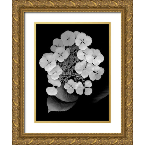 Floral B-W - 25 Gold Ornate Wood Framed Art Print with Double Matting by Blaustein, Alan