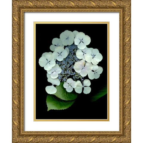 Floral Color - 25 Gold Ornate Wood Framed Art Print with Double Matting by Blaustein, Alan