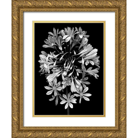 Floral B-W - 27 Gold Ornate Wood Framed Art Print with Double Matting by Blaustein, Alan