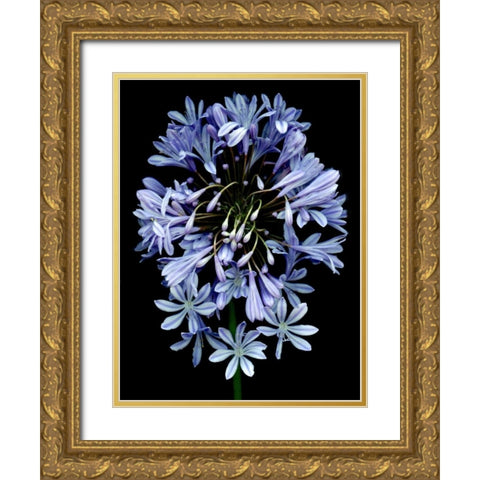 Floral Color - 27 Gold Ornate Wood Framed Art Print with Double Matting by Blaustein, Alan