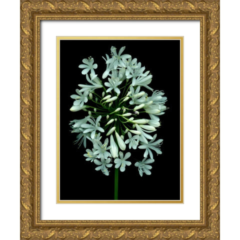 Floral Color - 28 Gold Ornate Wood Framed Art Print with Double Matting by Blaustein, Alan