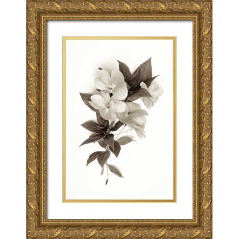 Garden Bloom - 4 Gold Ornate Wood Framed Art Print with Double Matting by Blaustein, Alan