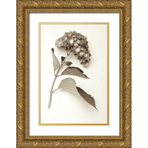 Garden Bloom - 1 Gold Ornate Wood Framed Art Print with Double Matting by Blaustein, Alan