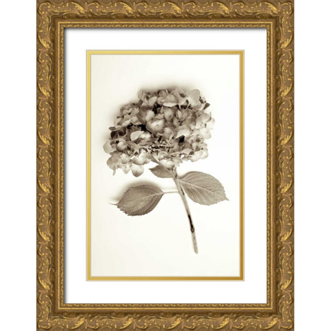 Garden Bloom - 2 Gold Ornate Wood Framed Art Print with Double Matting by Blaustein, Alan