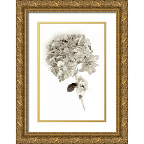 Garden Bloom - 10 Gold Ornate Wood Framed Art Print with Double Matting by Blaustein, Alan