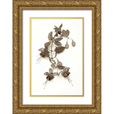 Garden Bloom - 7 Gold Ornate Wood Framed Art Print with Double Matting by Blaustein, Alan