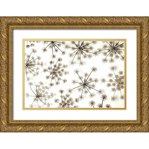 Garden Bloom - 20 Gold Ornate Wood Framed Art Print with Double Matting by Blaustein, Alan