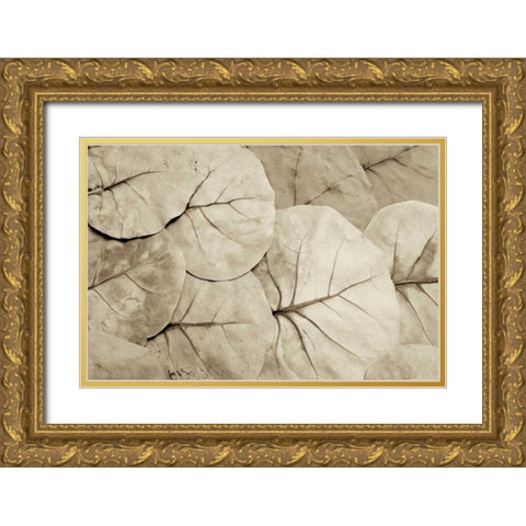 Garden Bloom - 23 Gold Ornate Wood Framed Art Print with Double Matting by Blaustein, Alan