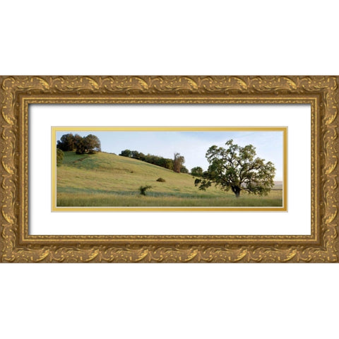 Oak Tree Pano - 91 Gold Ornate Wood Framed Art Print with Double Matting by Blaustein, Alan