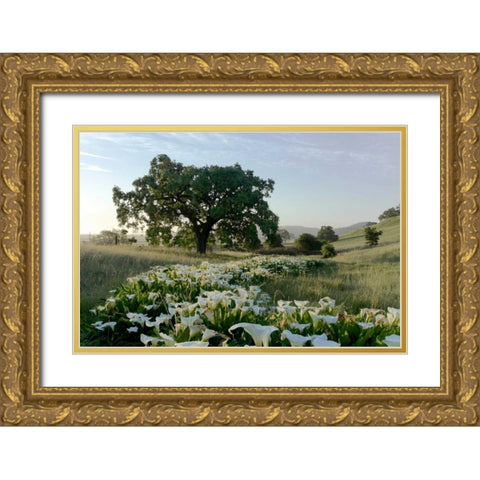 Oak Tree - 89 Gold Ornate Wood Framed Art Print with Double Matting by Blaustein, Alan