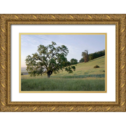 Oak Tree - 86 Gold Ornate Wood Framed Art Print with Double Matting by Blaustein, Alan