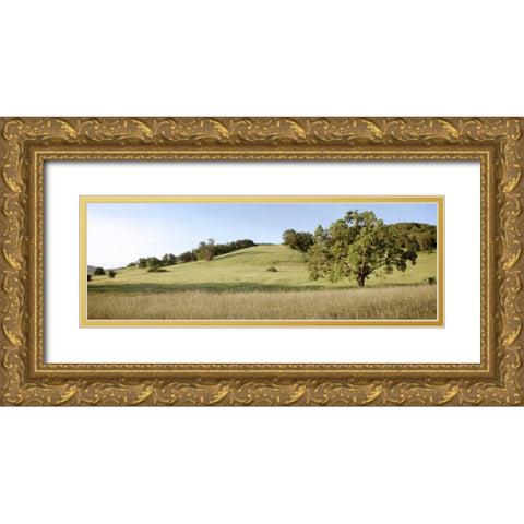 Oak Tree Pano - 99 Gold Ornate Wood Framed Art Print with Double Matting by Blaustein, Alan