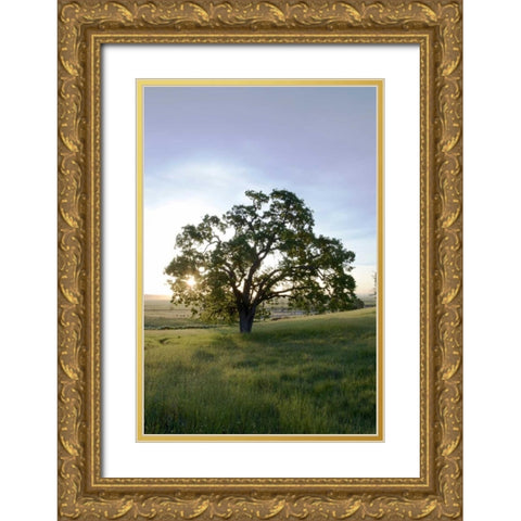 Oak Tree - 95 Gold Ornate Wood Framed Art Print with Double Matting by Blaustein, Alan
