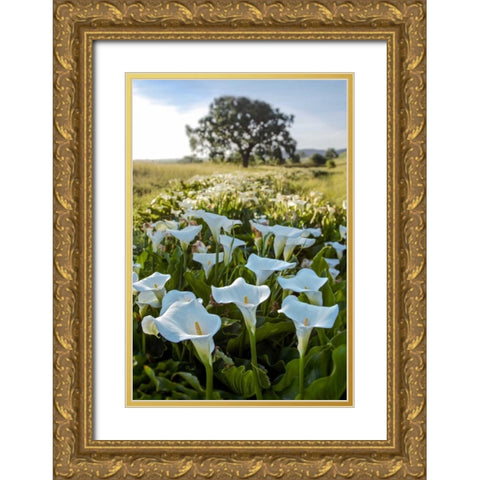 Oak Tree - 97 Gold Ornate Wood Framed Art Print with Double Matting by Blaustein, Alan