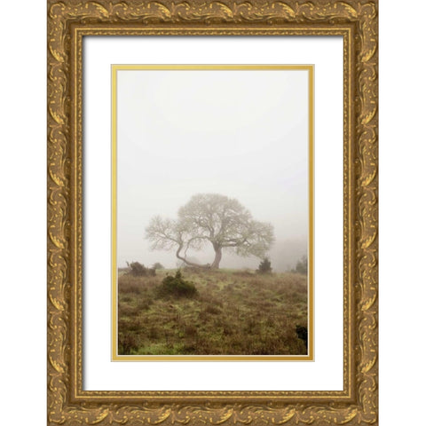 Oak Tree - 26 Gold Ornate Wood Framed Art Print with Double Matting by Blaustein, Alan
