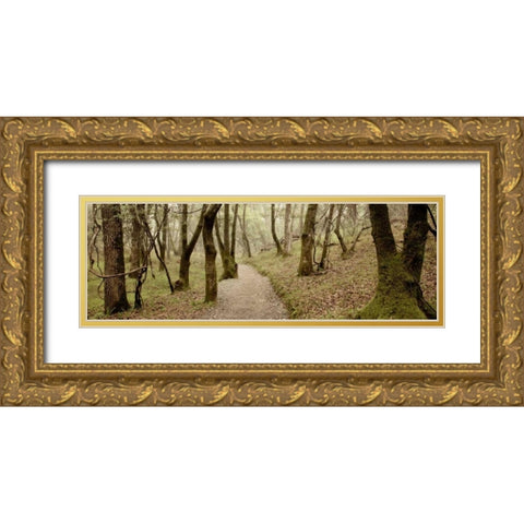 Oak Tree - 46 Gold Ornate Wood Framed Art Print with Double Matting by Blaustein, Alan